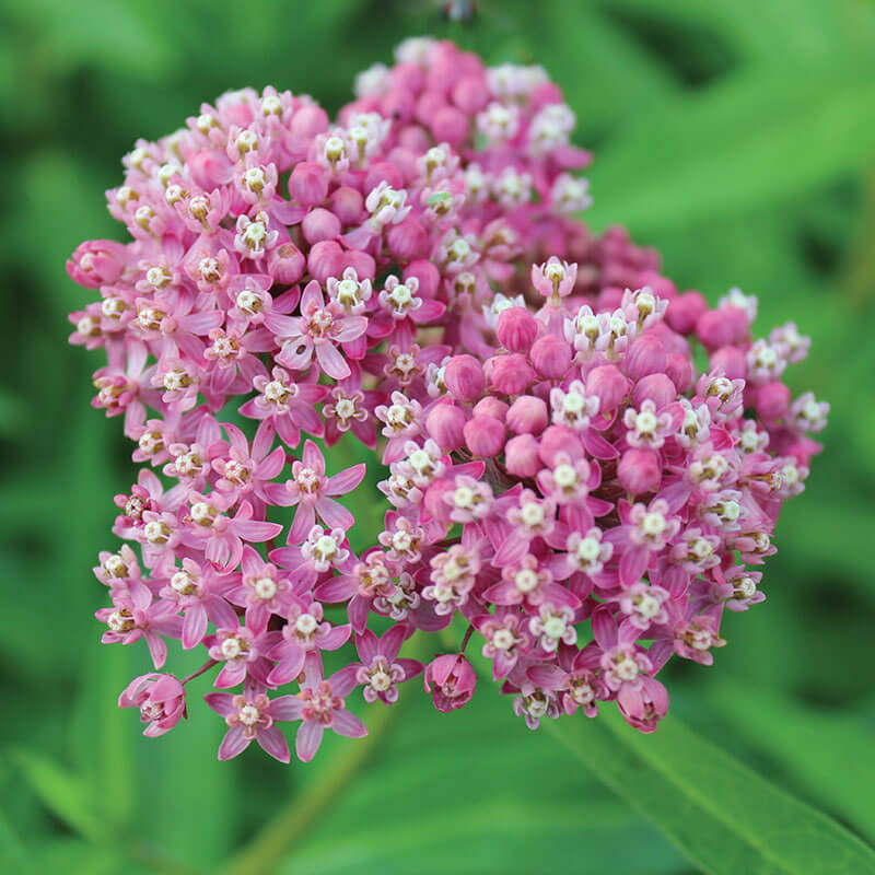 Asclepias Soulmate (Butterfly Weed)