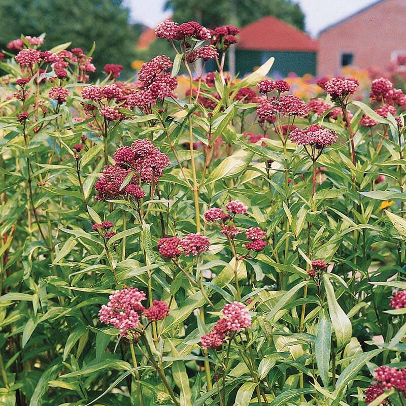 Asclepias Soulmate (Butterfly Weed)
