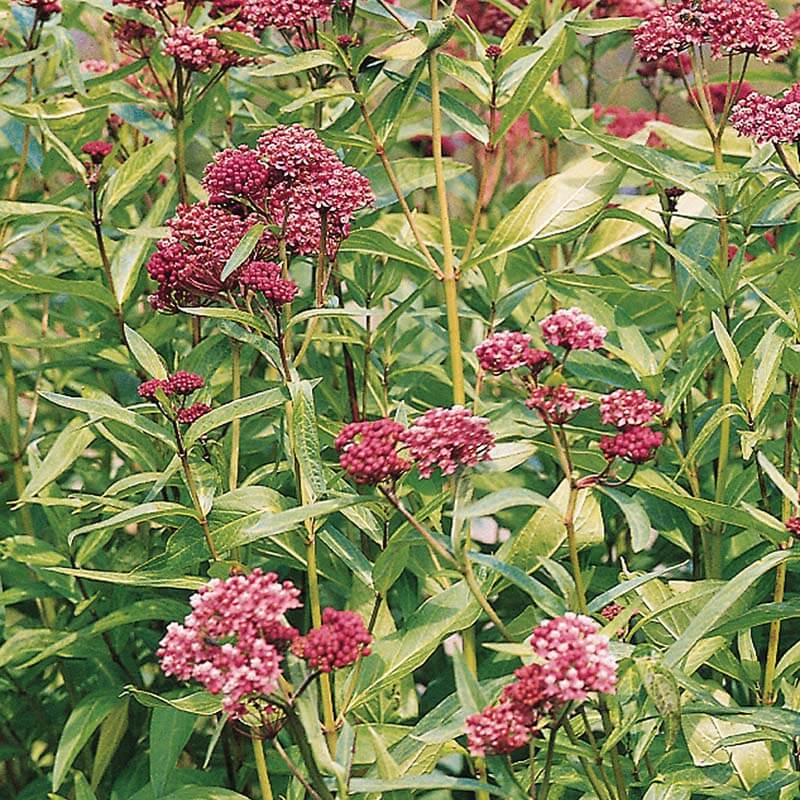 Asclepias Soulmate (Butterfly Weed)