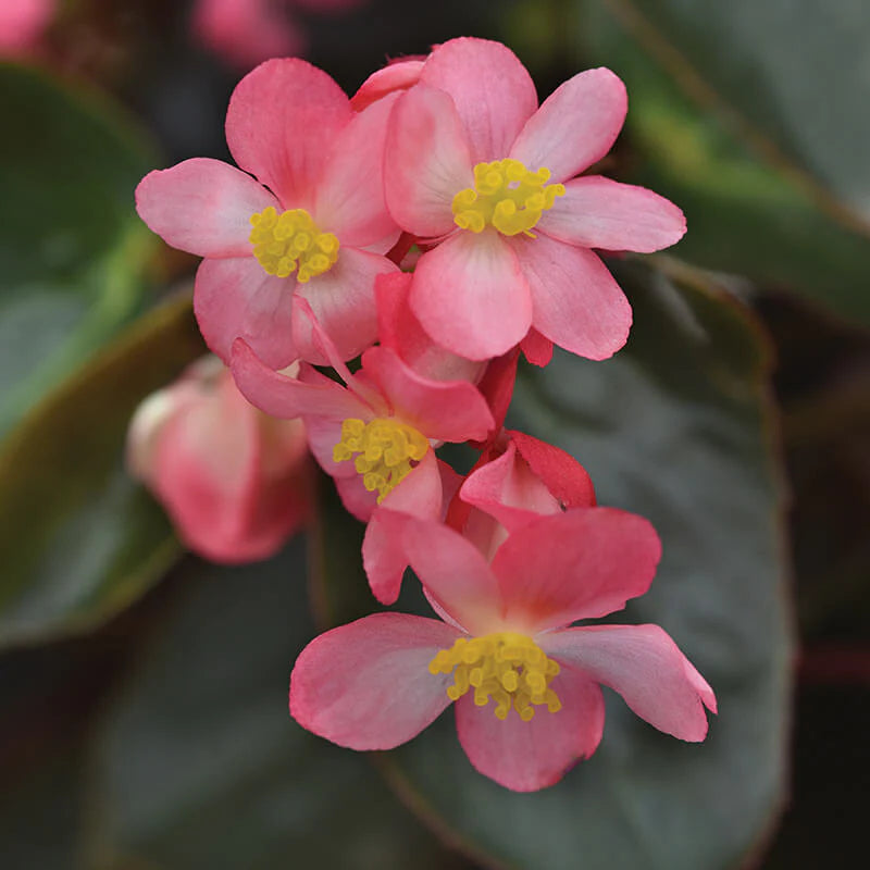 Begonia