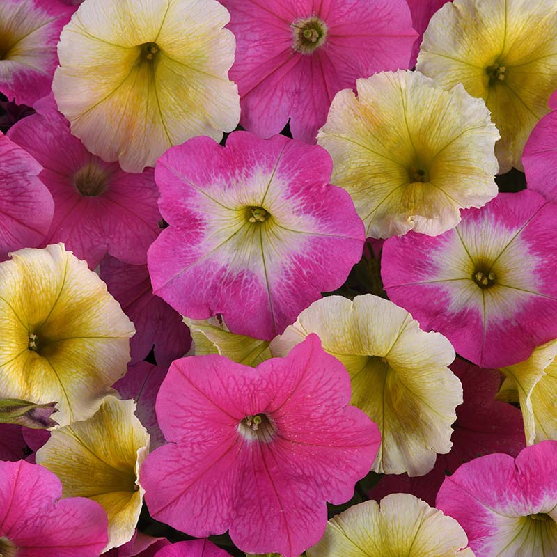 Petunia E3 Easy Wave Sweet Taffy Mix F1 hybrid for Hanging Baskets/Pots ( spreads upto  3 feet )