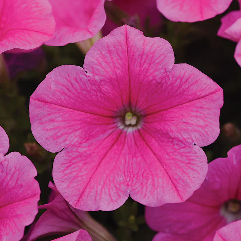 Petunia E3 Easy Wave Sweet Taffy Mix F1 hybrid for Hanging Baskets/Pots ( spreads upto  3 feet )
