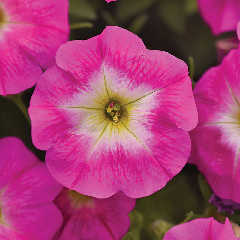 Petunia E3 Easy Wave Sweet Taffy Mix F1 hybrid for Hanging Baskets/Pots ( spreads upto  3 feet )