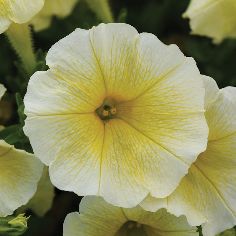 Petunia E3 Easy Wave Sweet Taffy Mix F1 hybrid for Hanging Baskets/Pots ( spreads upto  3 feet )