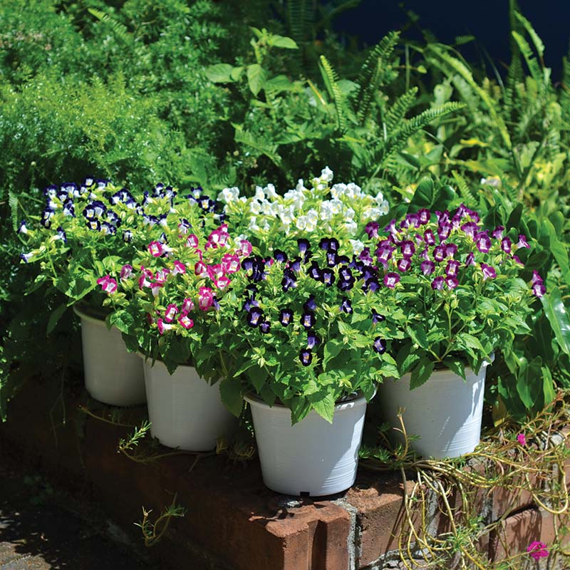 Torenia Vertigo Mix F1