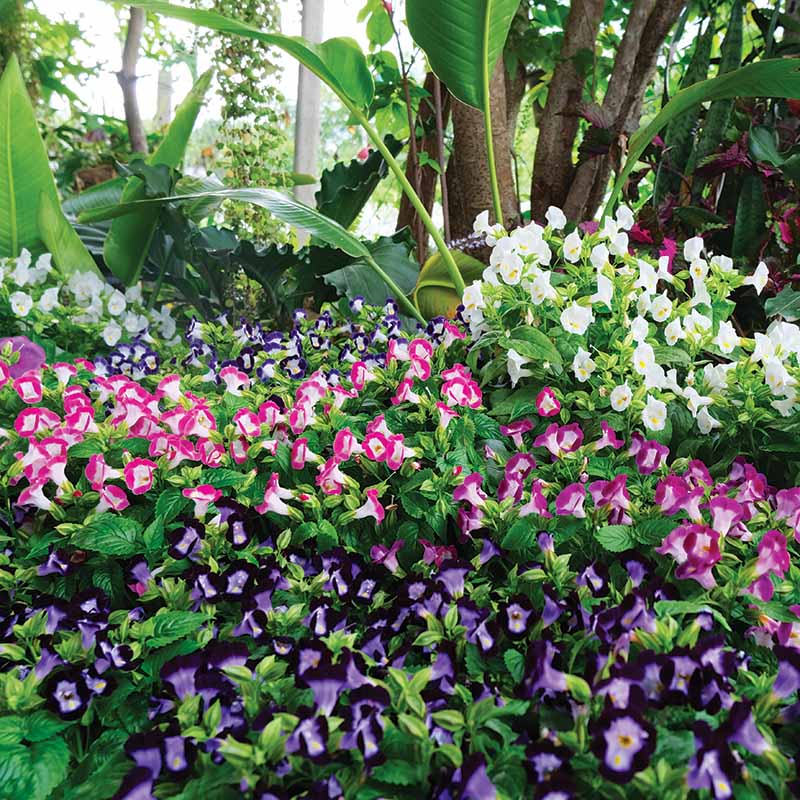 Torenia Vertigo Mix F1