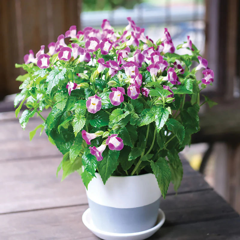 Torenia Vertigo Mix F1