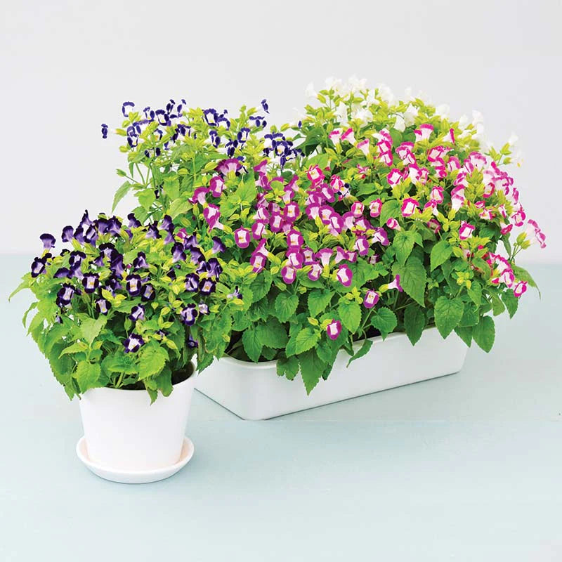 Torenia Vertigo Mix F1