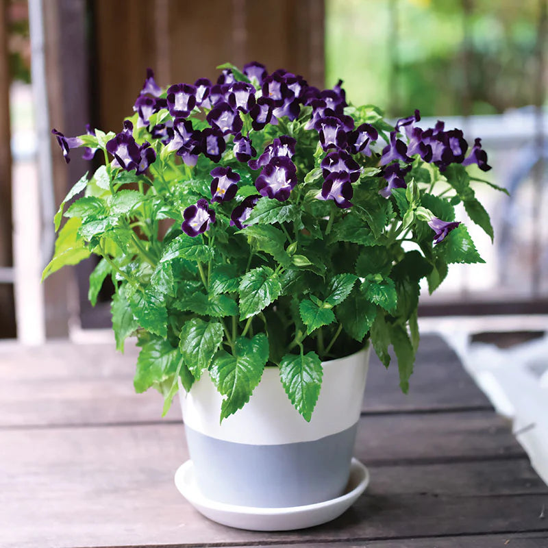 Torenia Vertigo Mix F1