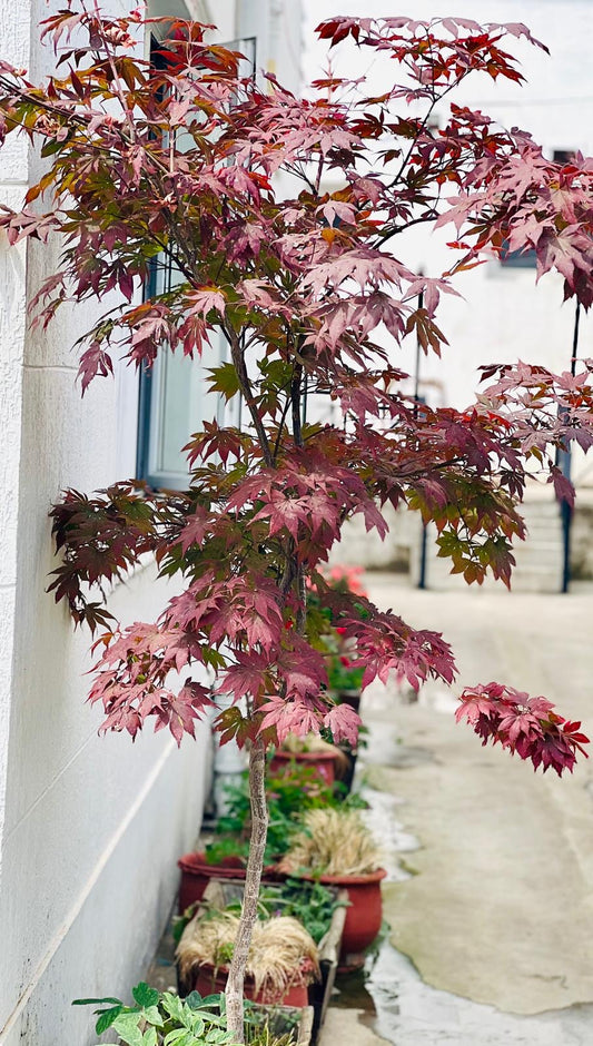 Red Maple (Acer Palmatum)