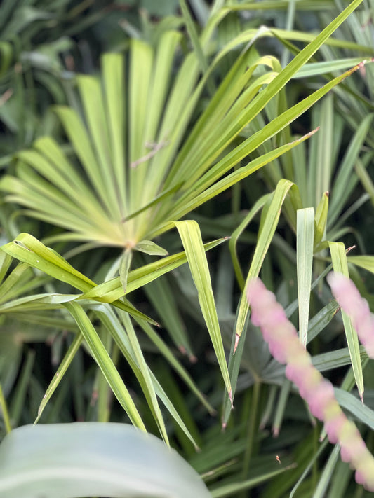 Garden Palm