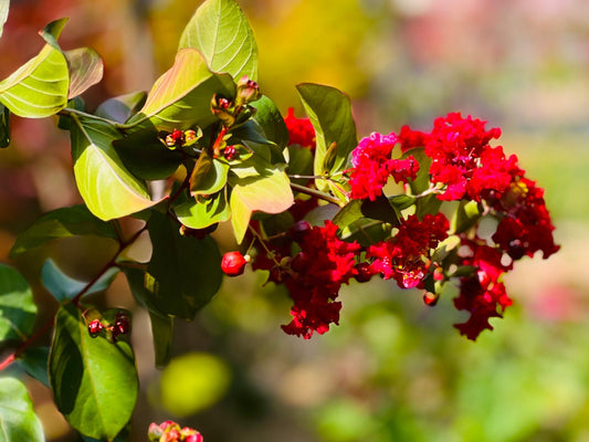 Crape Myrtle