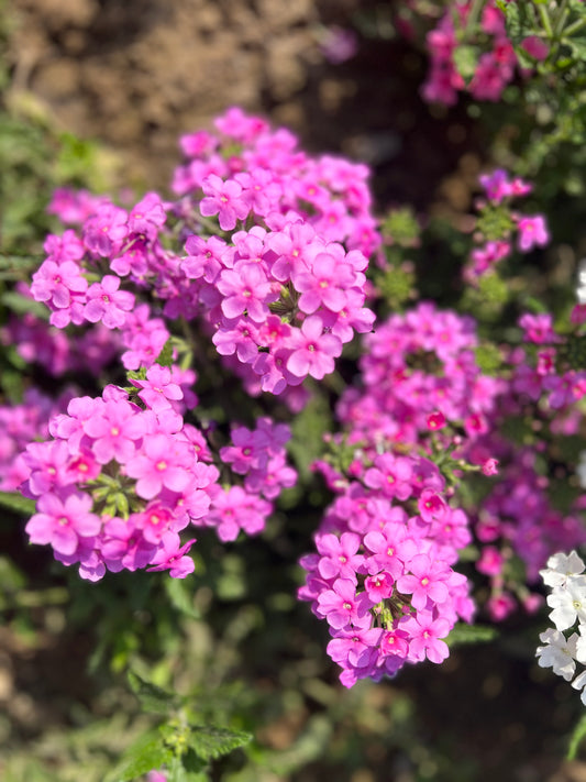 Verbena
