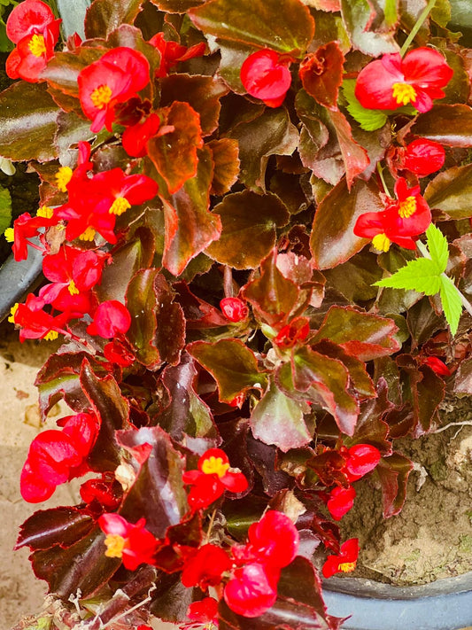 Begonia