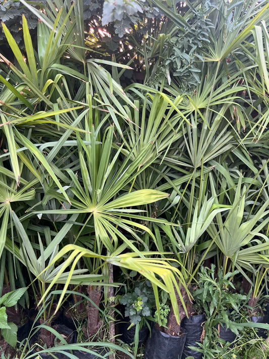 Garden Palm