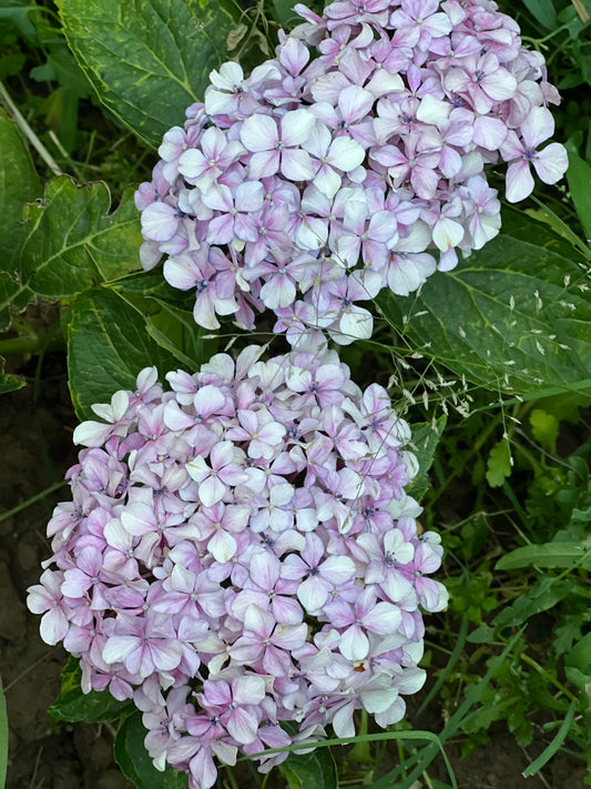 Hydrangea