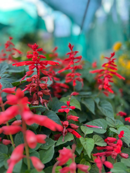 Salvia