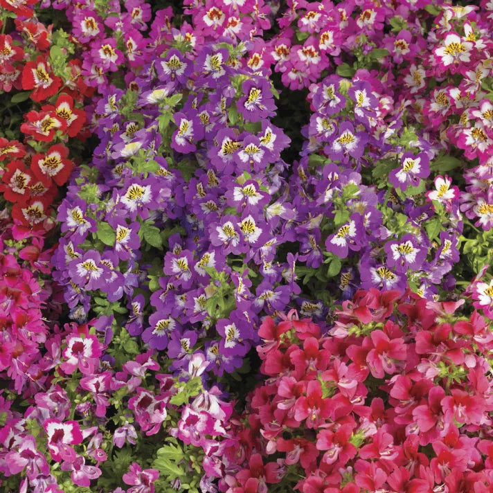 Schizanthus Atlantis Mix F1