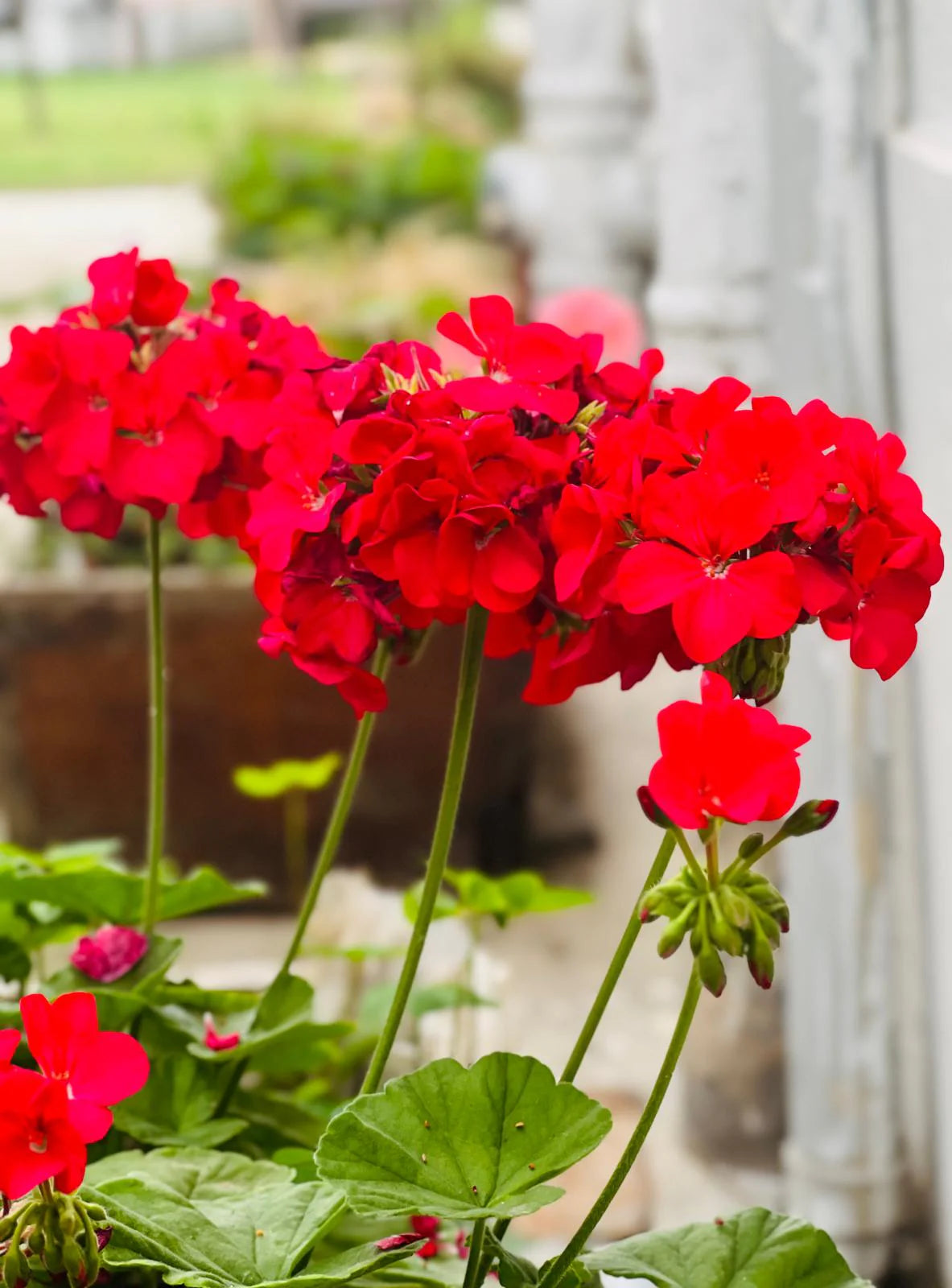 Geranium Red - Pot