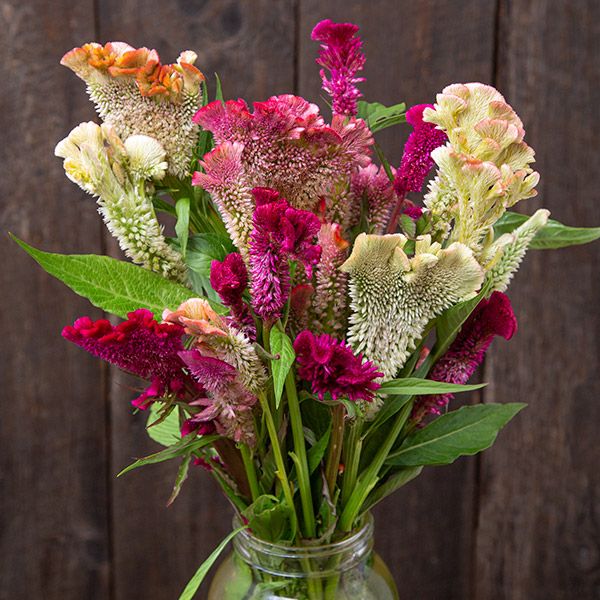 Celosia Supercrest Mix