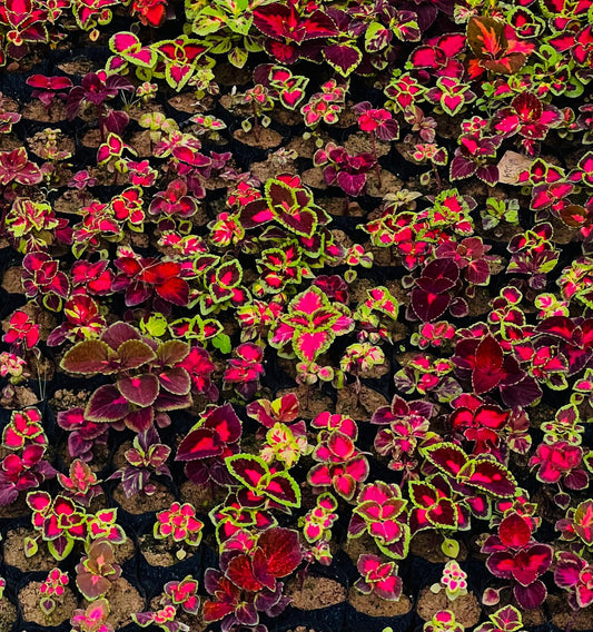 Coleus