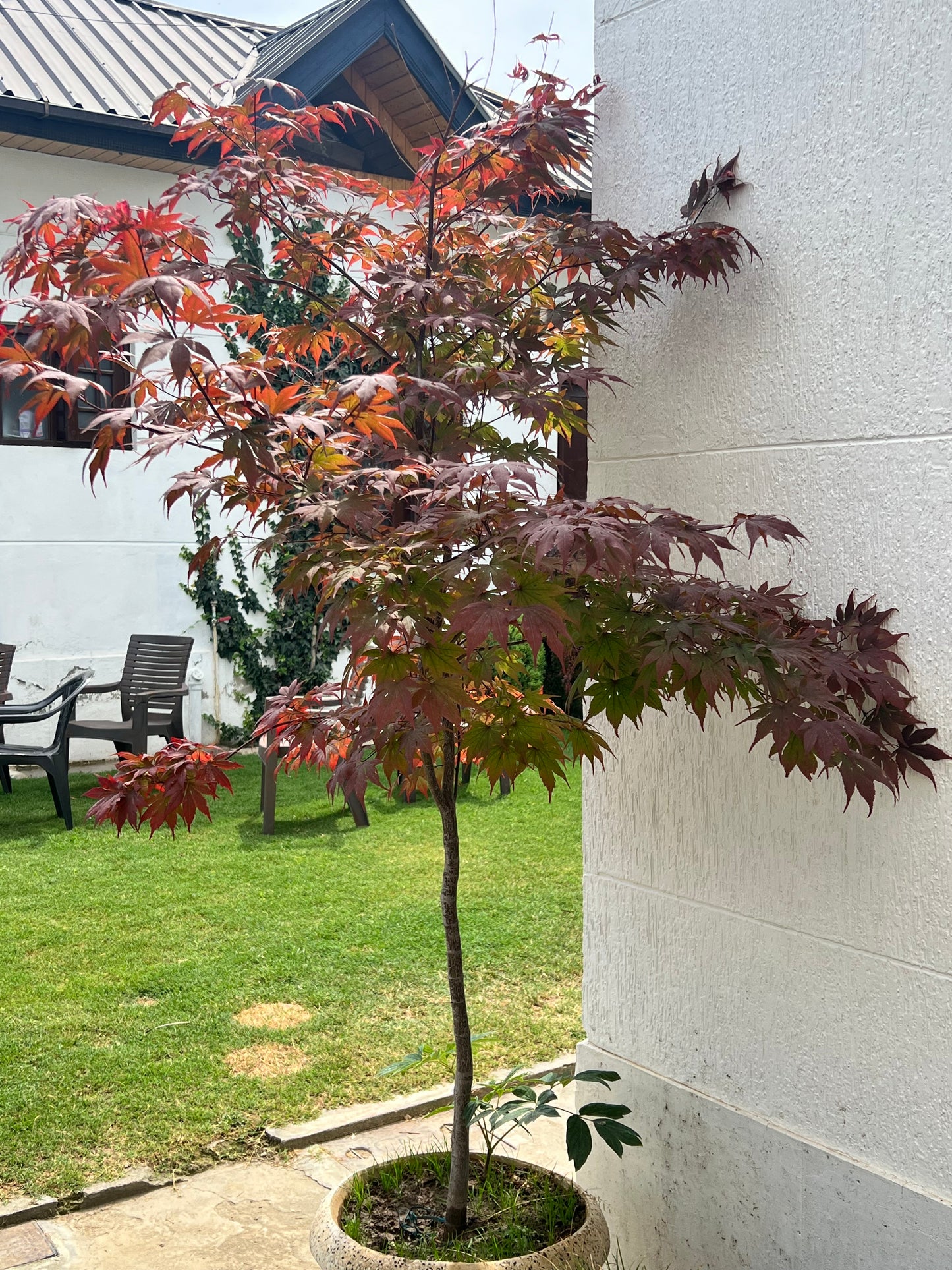 Red Maple (Acer Palmatum)