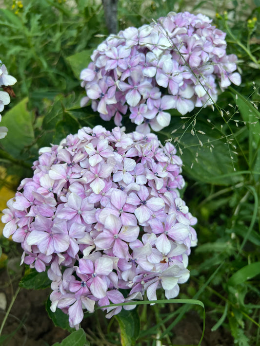 Hydrangea
