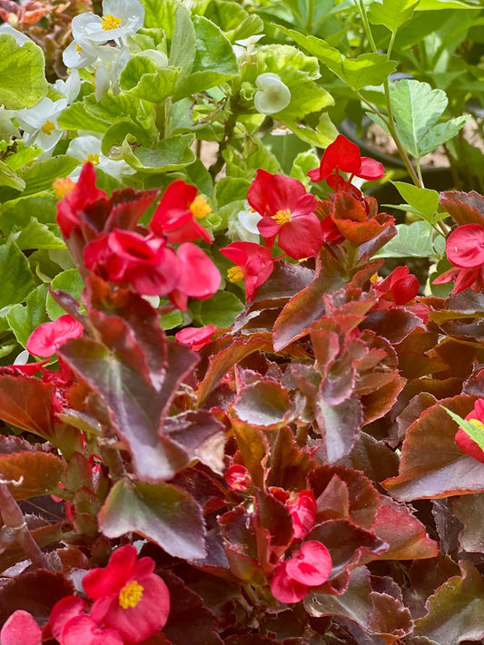 Begonia