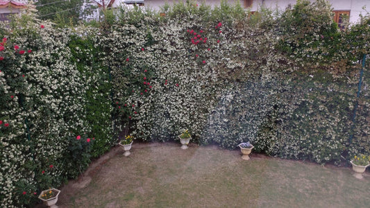 Pyracantha ( Mix Orange, Yellow, White)