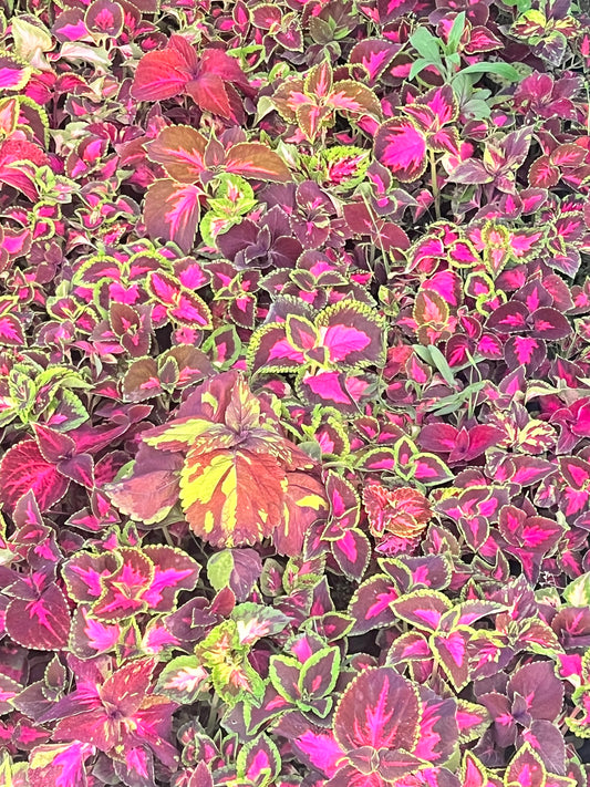 Coleus
