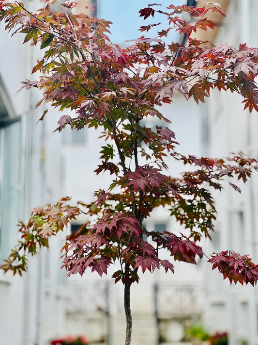 Red Maple (Acer Palmatum)