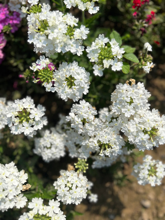 Verbena