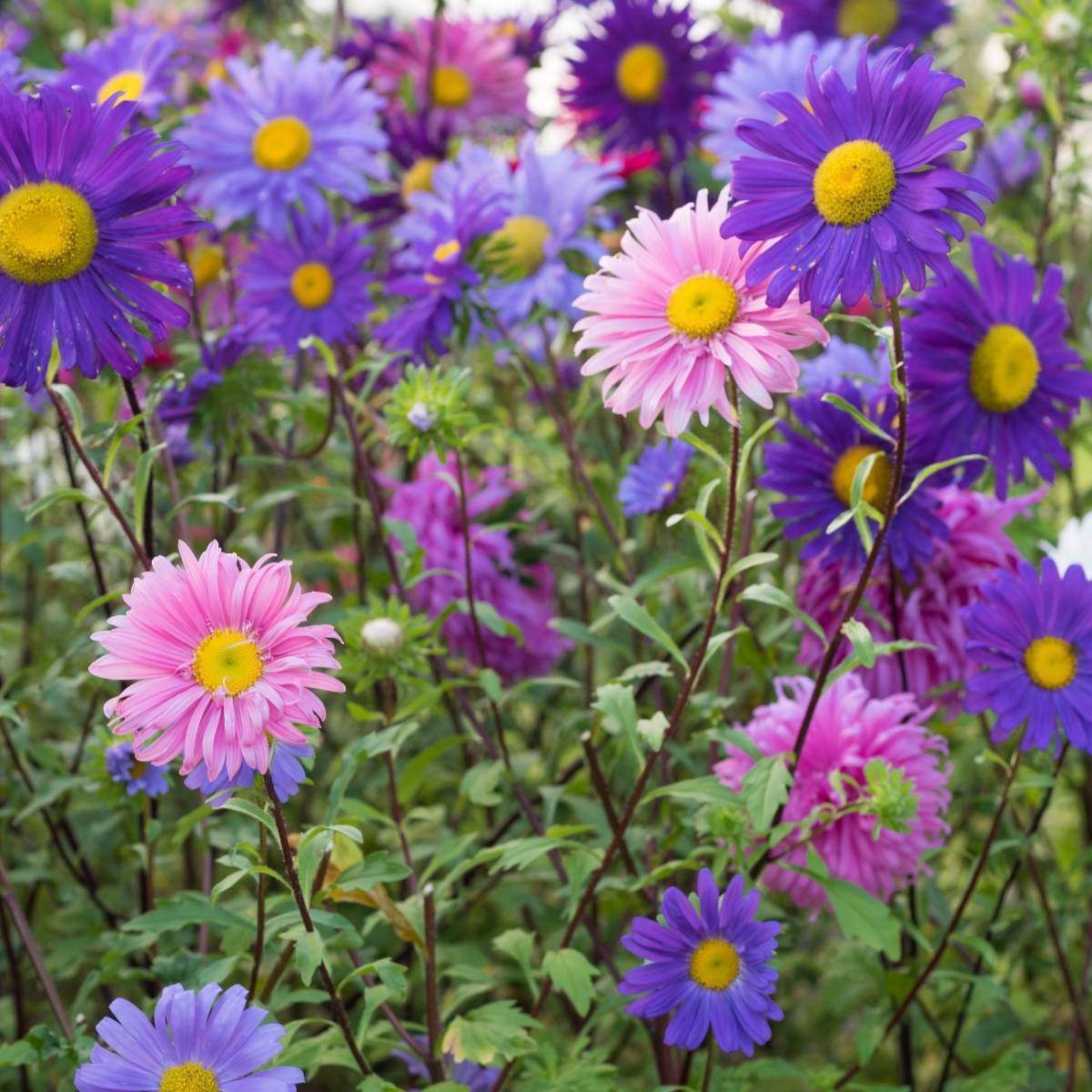 Aster Giant Ray Mix