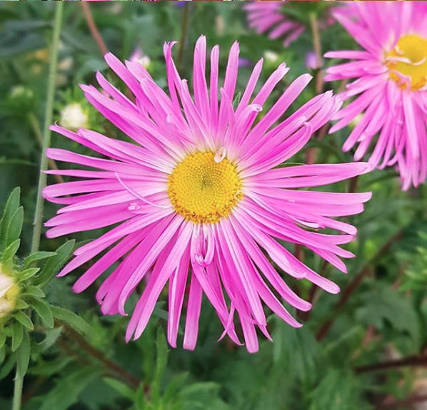 Aster Giant Ray Mix