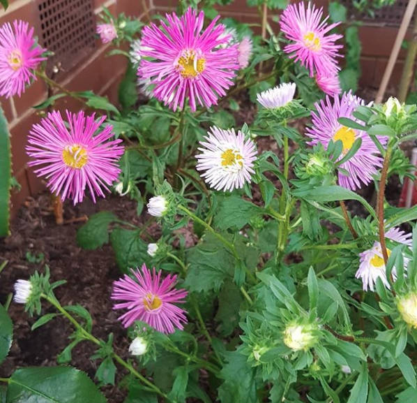 Aster Giant Ray Mix