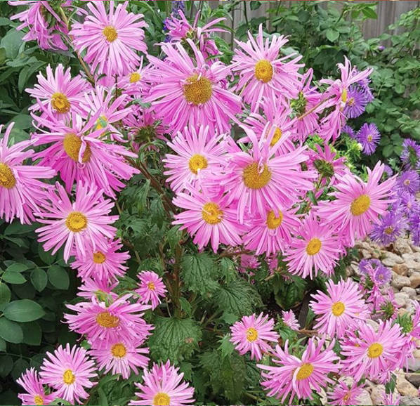 Aster Giant Ray Mix