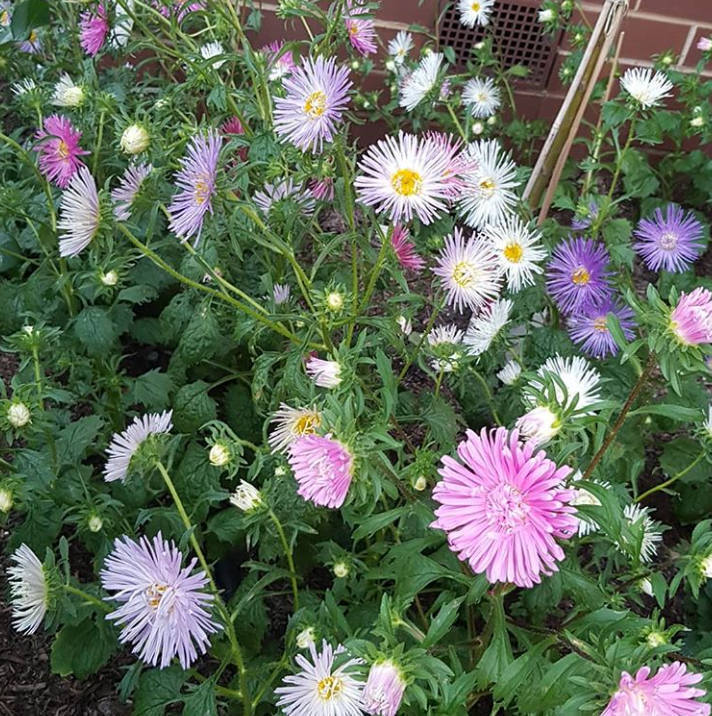 Aster Giant Ray Mix