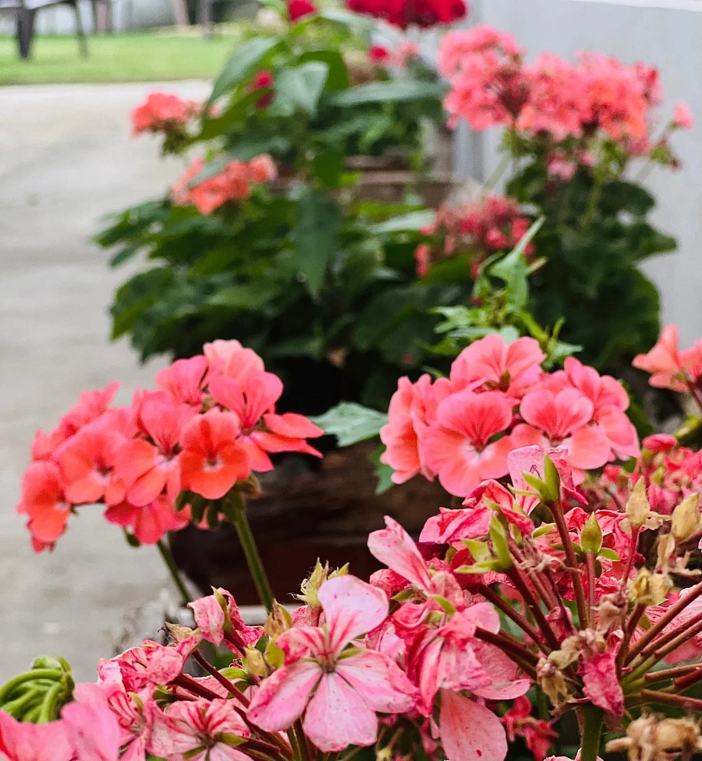 Geranium Pink - Pot