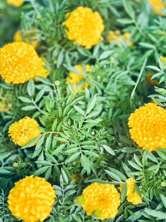 Close-up of bright yellow marigold flowers with green leaves