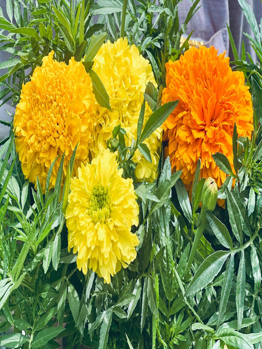 Bouquet of yellow and orange marigold flowers with green leaves.