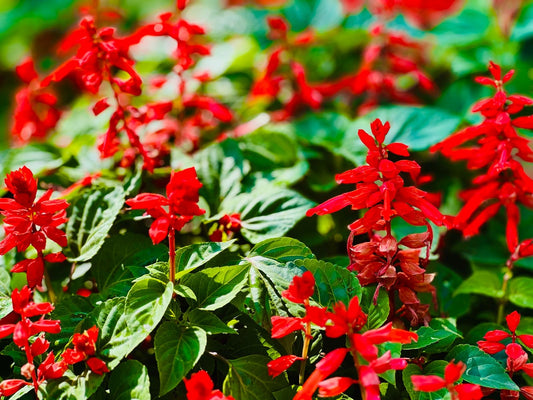 Salvia