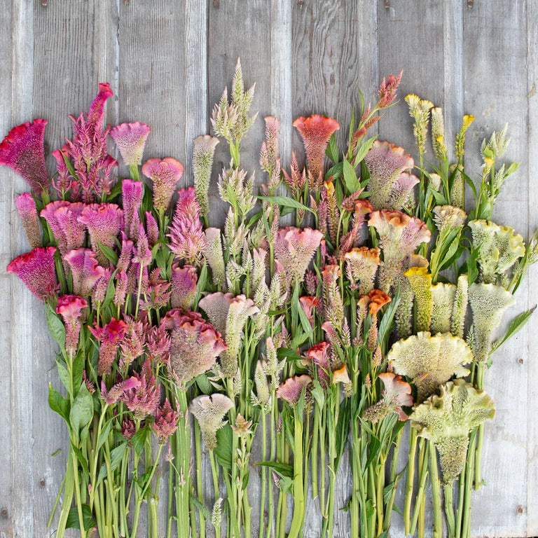 Celosia Supercrest Mix