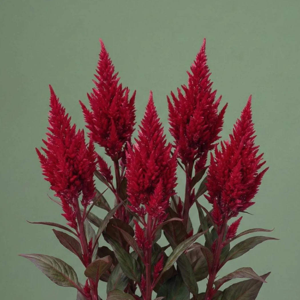 Red Celosia Dragon