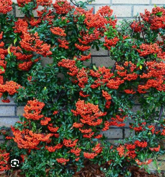 Pyracantha ( Mix Orange, Yellow, White)