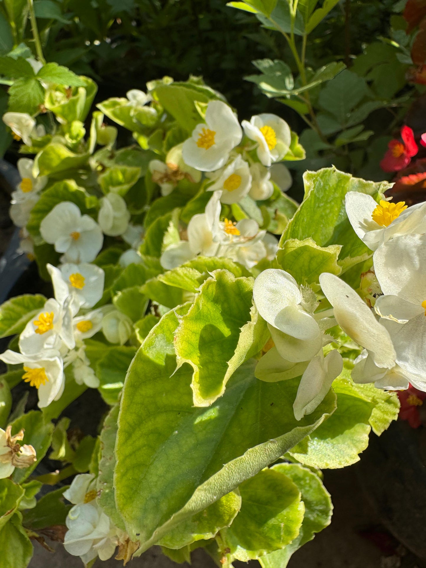 Begonia