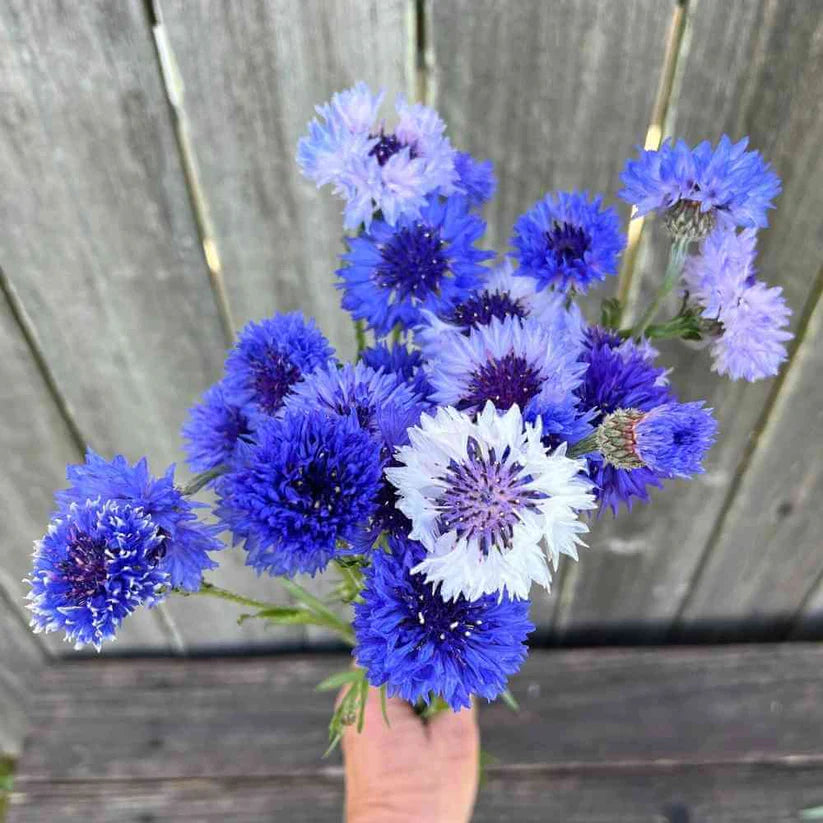 Centaurea Classic Fantastic