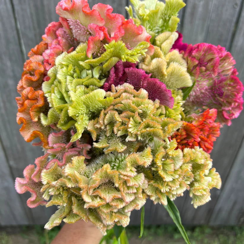 Celosia Supercrest Mix