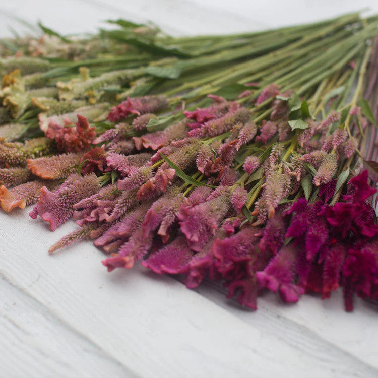 Celosia Supercrest Mix