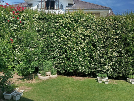 Pyracantha ( Mix Orange, Yellow, White)