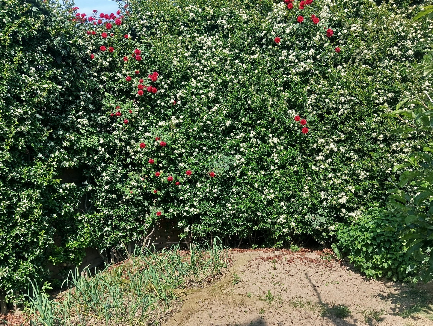 Pyracantha ( Mix Orange, Yellow, White)